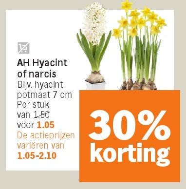 AH Hyacint of narcis