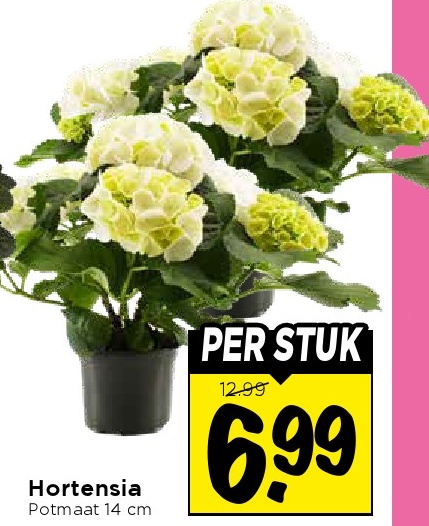 Hortensia