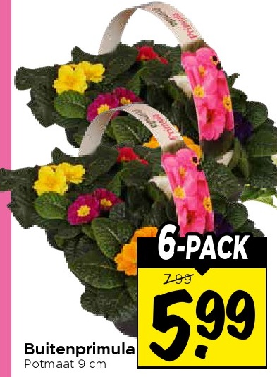 Buitenprimula