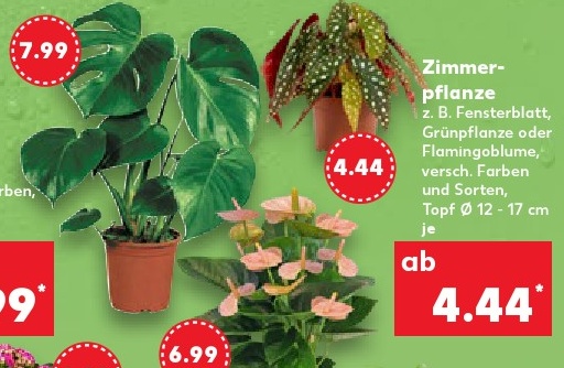 Zimmerpflanze