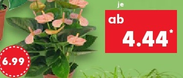 Anthurium
