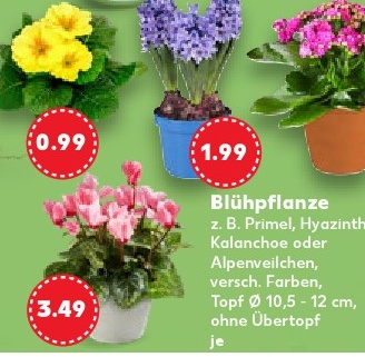 Blühpflanze