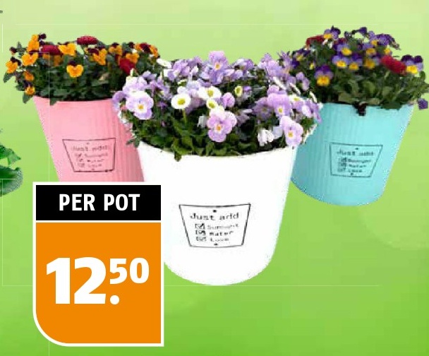 Pansy Plants