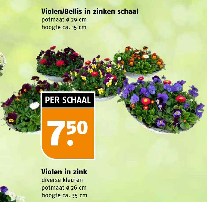 Violen/Bellis in zinken schaal
