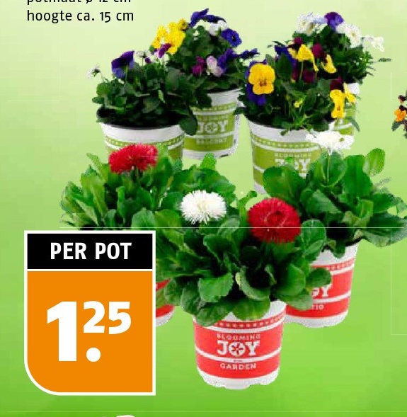 Pot with flowers