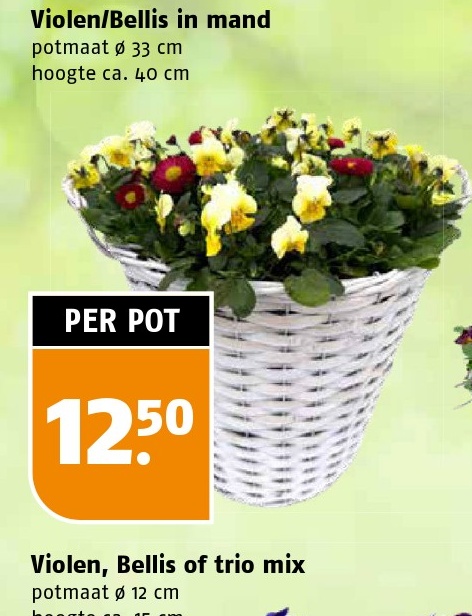 Violen/Bellis in mand