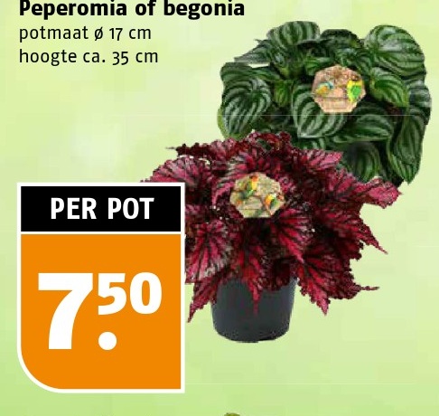 Peperomia of begonia