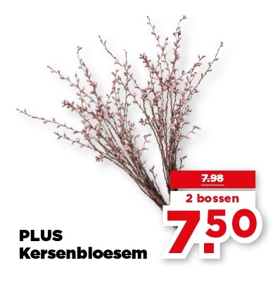 Kersenbloesem