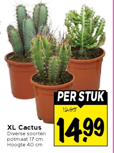 XL Cactus