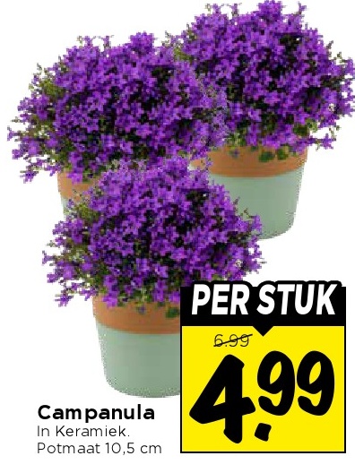 Campanula