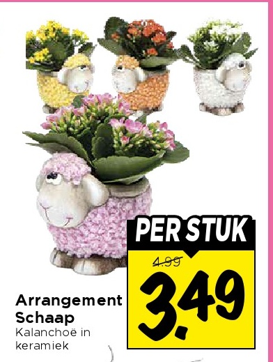 Arrangement Schaap