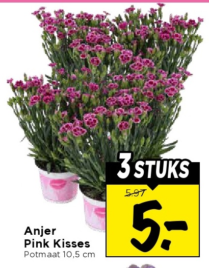 Anjer Pink Kisses