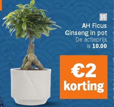AH Ficus Ginseng in pot
