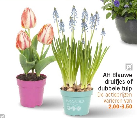 AH Blauwe druifjes of dubbele tulp