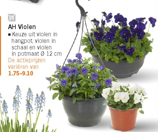 AH Violen