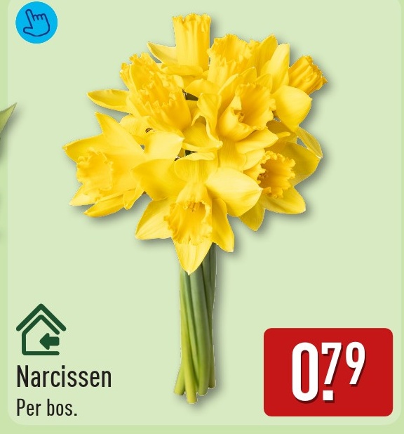 Narcissen