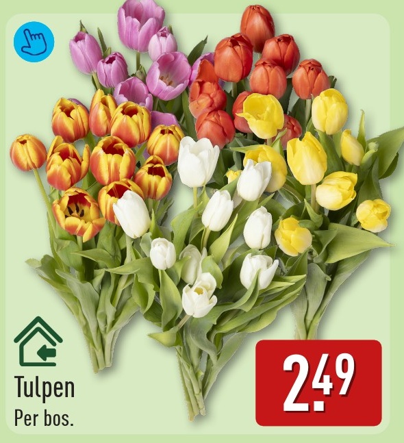 Tulpen