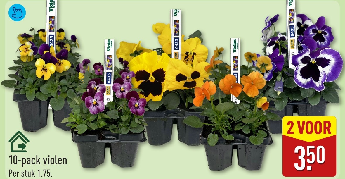 10-pack violen