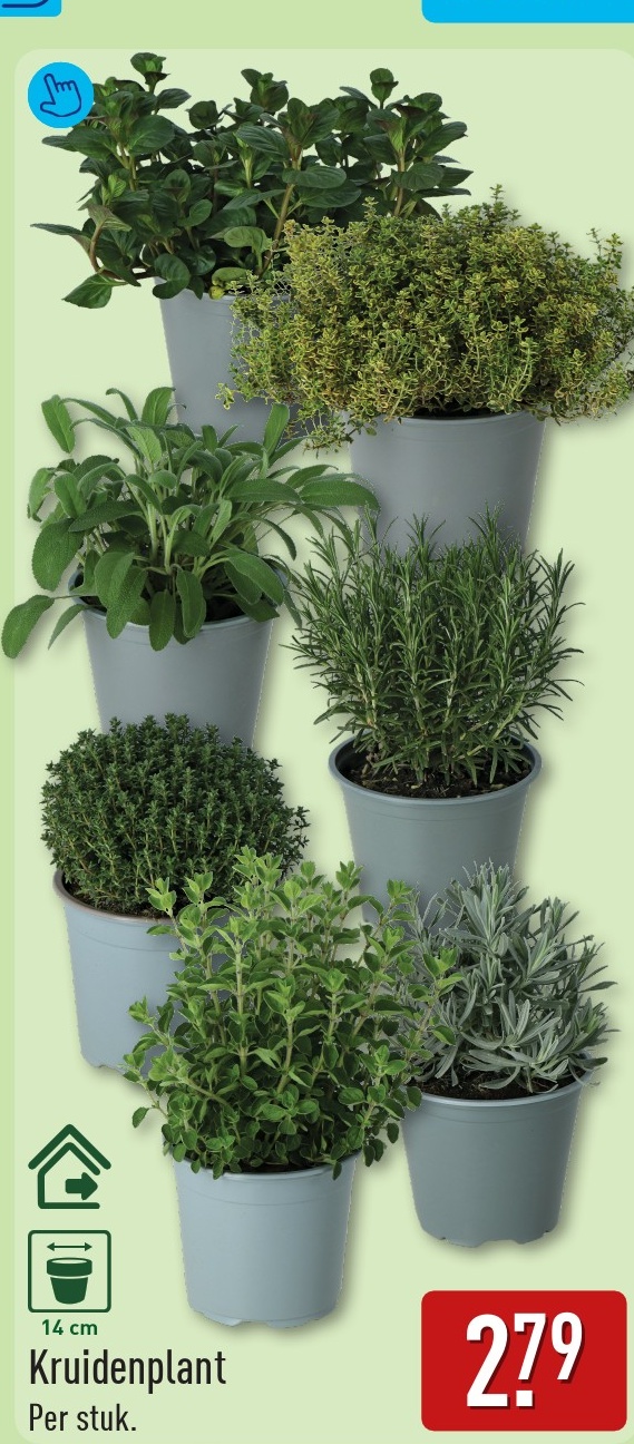 Kruidenplant