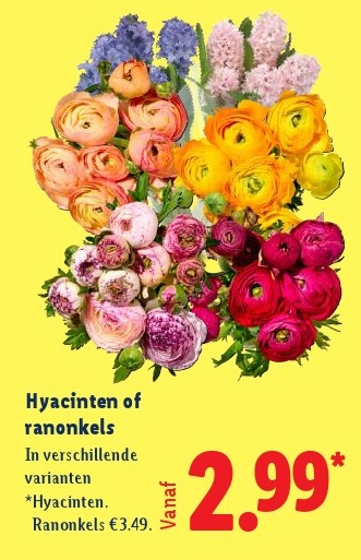 Hyacinten of ranonkels