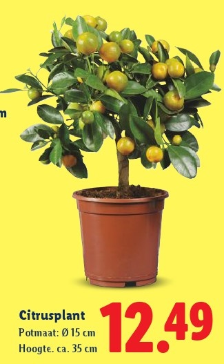 Citrusplant