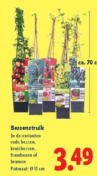 Bessenstruik