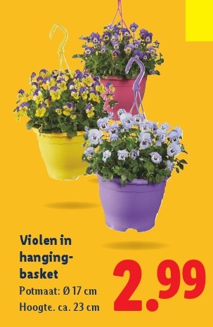 Violen in hanging-basket