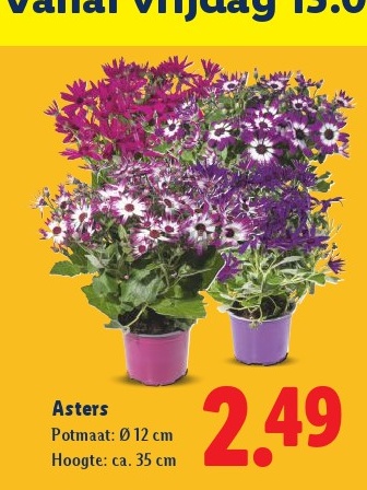 Asters