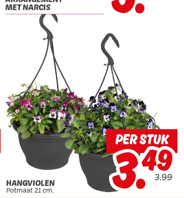 HANGVIOLEN