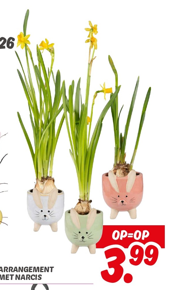 Arrangement met Narcis