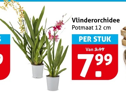 Vlinderorchidee Potmaat 12 cm