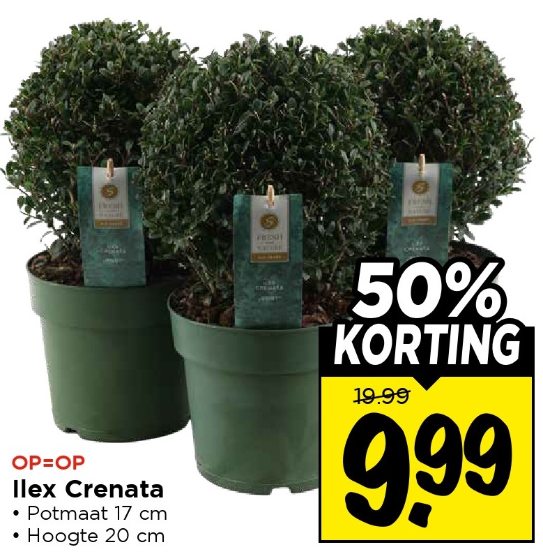 Ilex Crenata