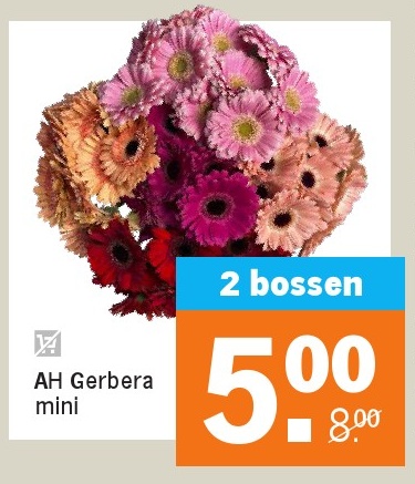AH Gerbera mini
