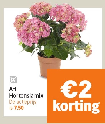 AH Hortensiamix