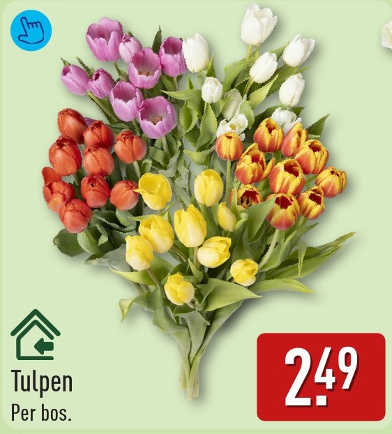 Tulpen