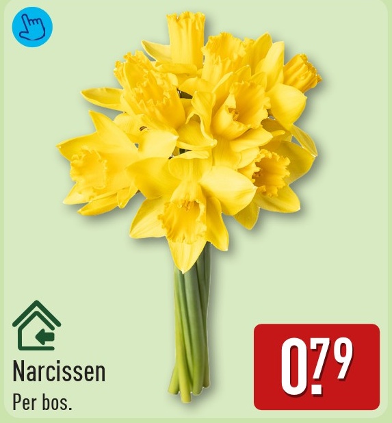 Narcissen