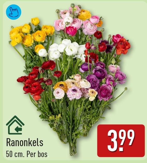 Ranonkels