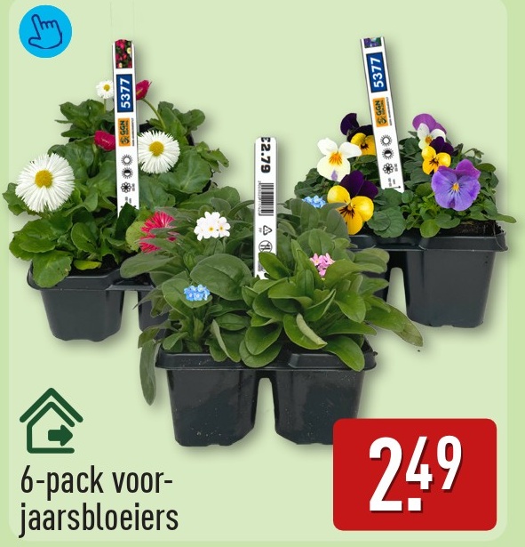 6-pack voorjaarsbloeiers