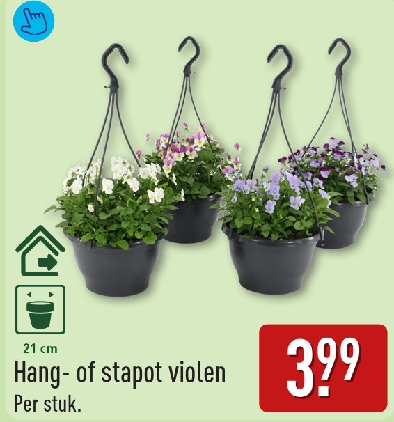 Hang- of stapot violen