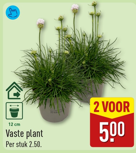 Vaste plant