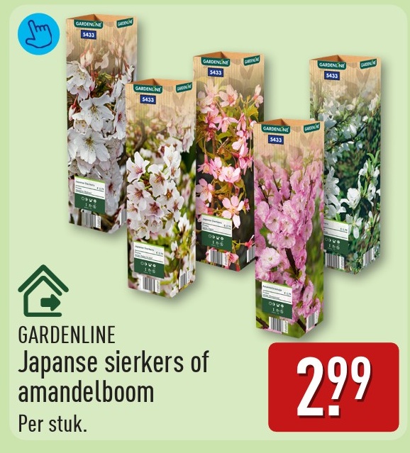 Japanse sierkers of amandelboom