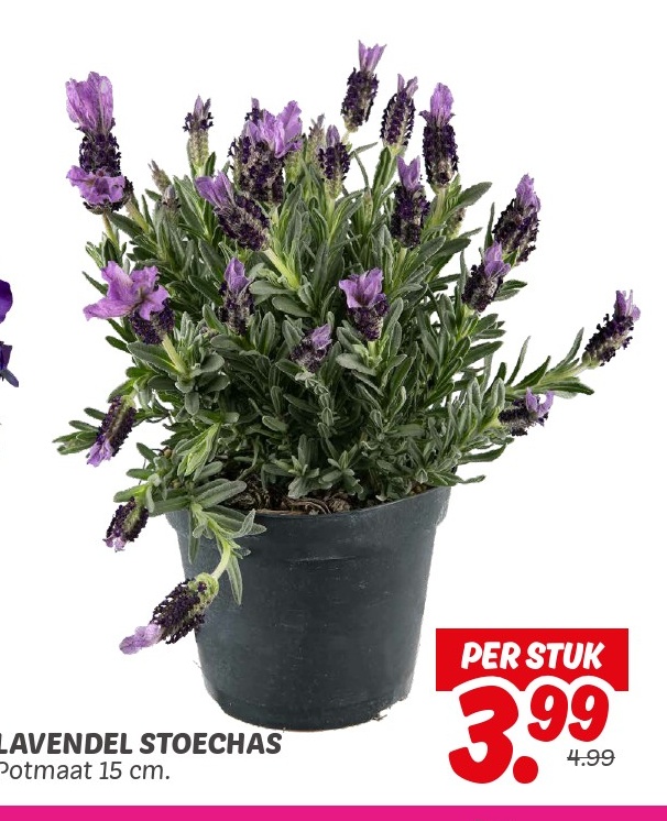 LAVENDEL STOECHAS