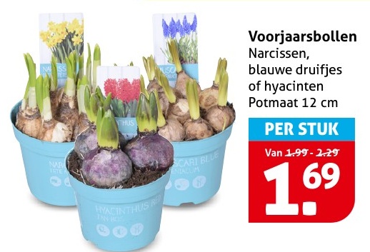 Voorjaarsbollen Narcissen, blauwe druifjes of hyacinten Potmaat 12 cm