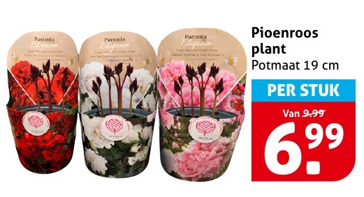 Pioenroos plant
