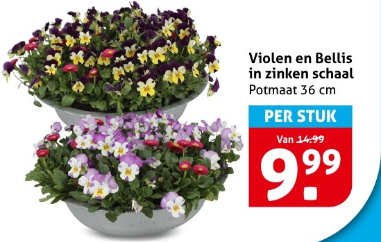 Violen en Bellis in zinken schaal Potmaat 36 cm