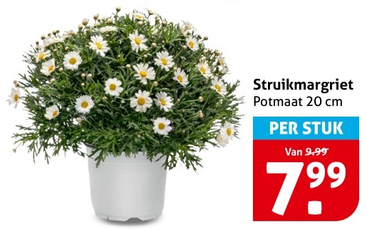 Struikmargriet