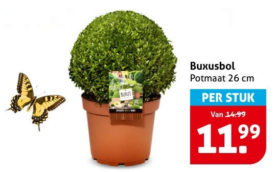 Buxusbol
